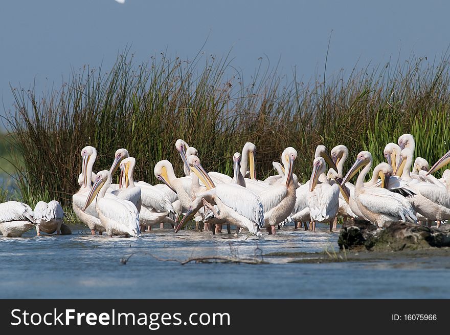 White Pelicans Colony