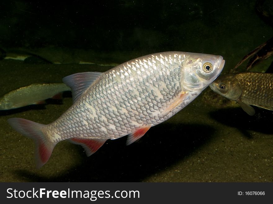 Rudd (Scardinius erythrophthalmus) in Freshwater Aquarium