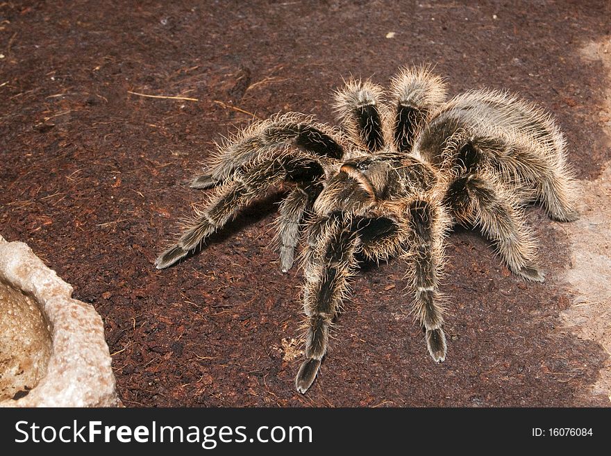 Black Velvet Tarantula in Terrarium