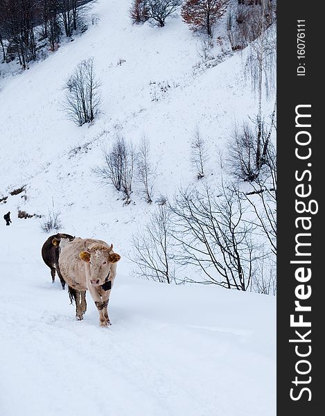 Cows Of The Mountains In Winter