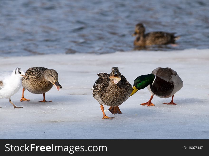 Mallard Ducks Eating bread on ice