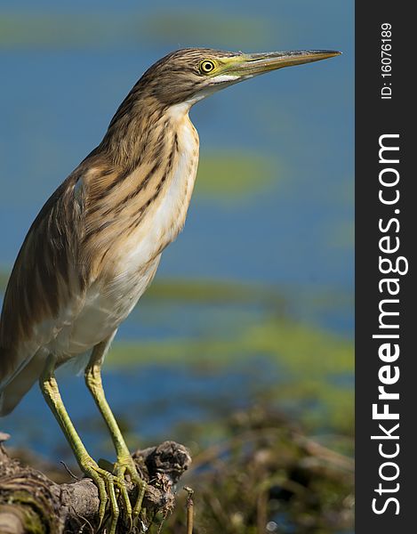 Silky or Squacco Heron on a branch