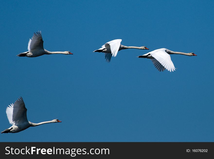 Mute Swan in Flight on blue sky