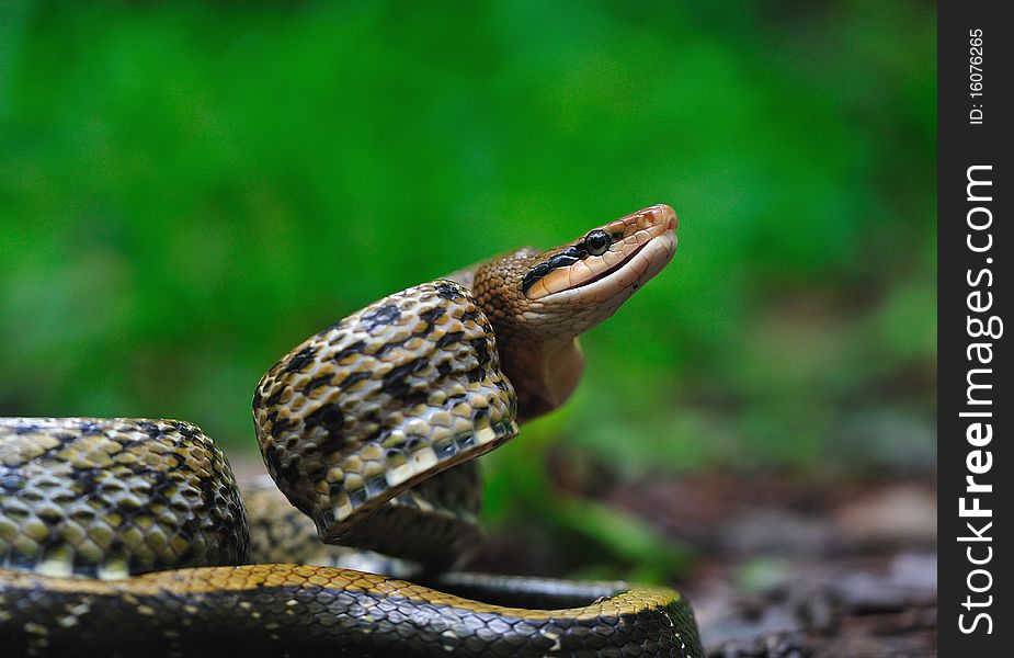 Snake animals crawling amphibious night eyes board green