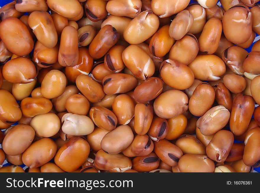 Faba or fava beans soaked and cooked being drained