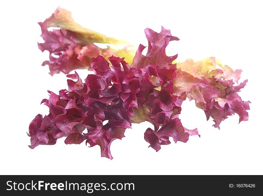 Red Lollo Rosso salad isolated over white
