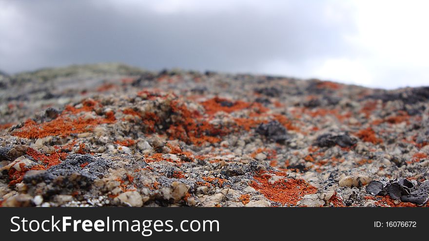 Mountains in caucasus. Cheget.  Lichen.