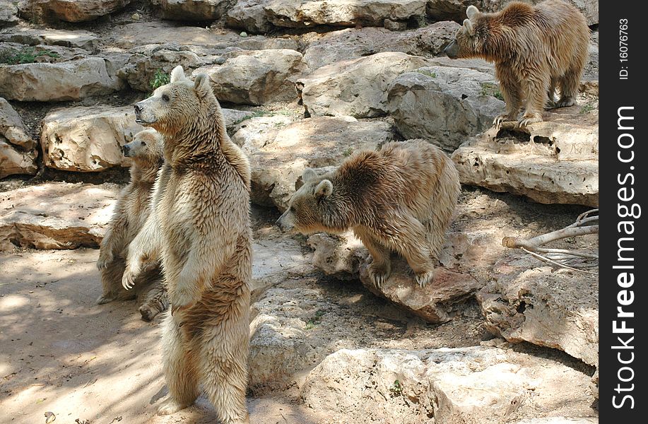 Grizzly Bears at the zoo waiting for their food