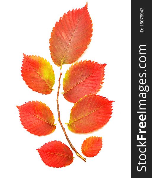 Colorful autumn leaf isolated on white background. Colorful autumn leaf isolated on white background