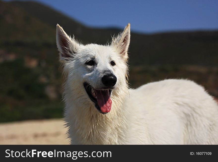 White swiss shepherd in the seaside. White swiss shepherd in the seaside