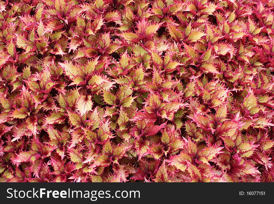 A Background of a Flowerbed of Red Tinged Leaves. A Background of a Flowerbed of Red Tinged Leaves.