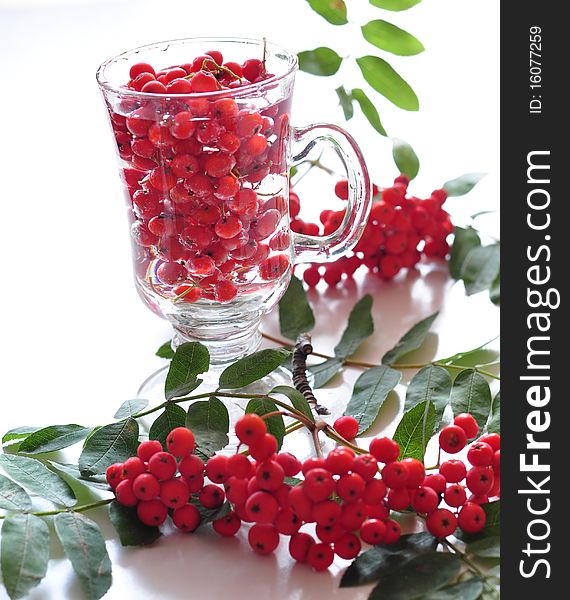 berries of wild ash in glass on a white background