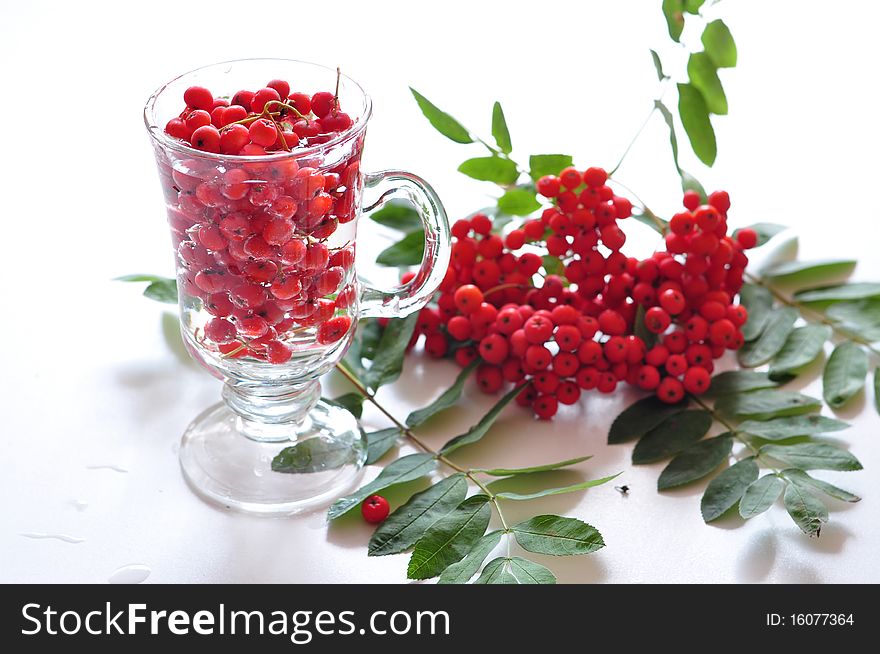 Berries of wild ash in glass on a white background