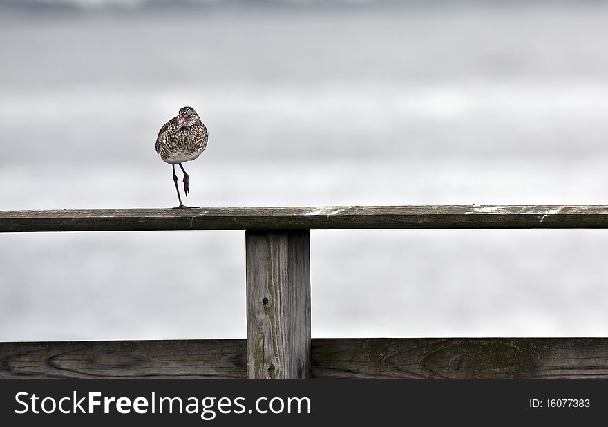 Willet (tringa semipalmata) resting on one leg on railing in front of ocean