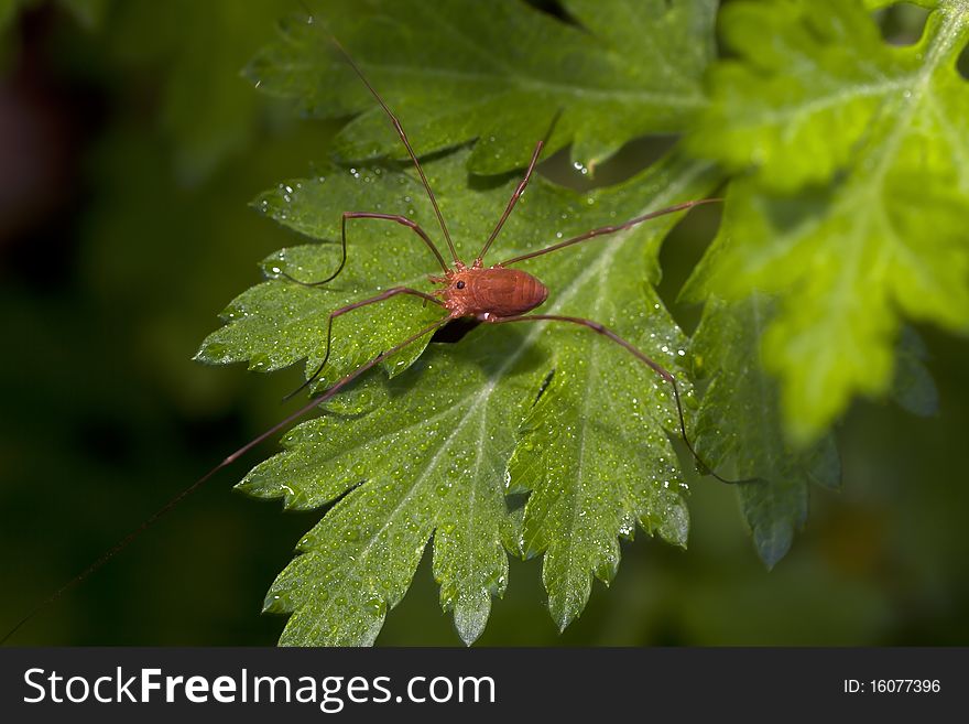 Daddy long-legs spider feeding on mayflies in spring in up state New York