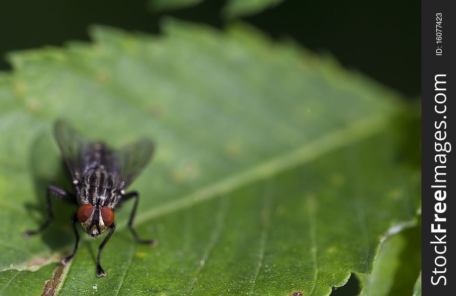 Blow fly  resting on green leaf in garden, Central Park