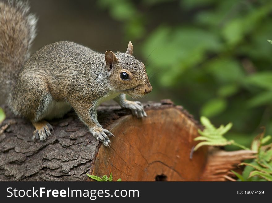 Eastern gray squirrel on log in the north woods of Central Park