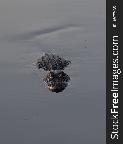Alligator In Everglades