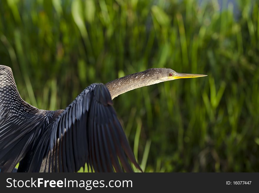 Anhinga bird in Everglades national Park in the early morning