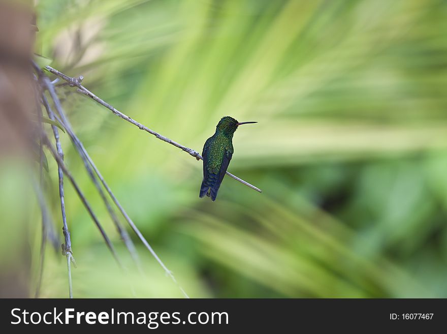 Canivet's Emerald (Chlorostilbon canivetii), male hummingbird resting between feedings in Roatan Honduras