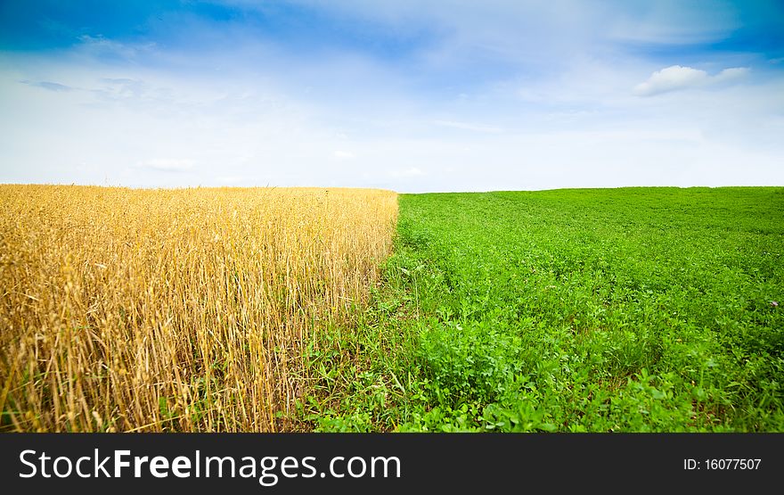 Clover and wheat field in late spring or early summer with blue sky and white clouds. Clover and wheat field in late spring or early summer with blue sky and white clouds