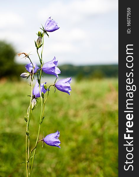 Closeup of bluebell flowers on summer meadow. Closeup of bluebell flowers on summer meadow