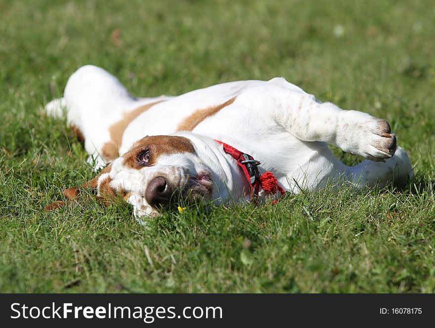 Basset Hound On The Grass