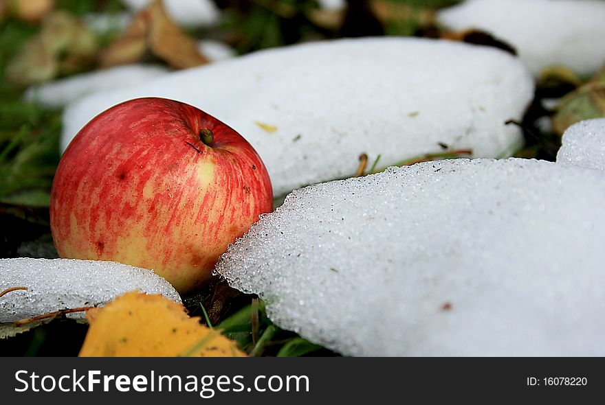 Apple in early winter between snow and autumn leaves. Apple in early winter between snow and autumn leaves