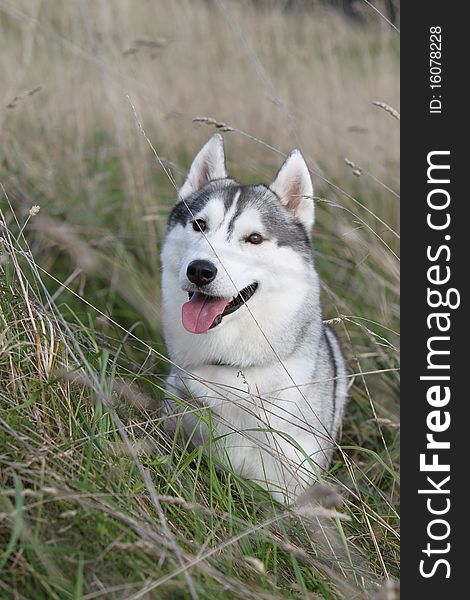 Siberian husky in the field