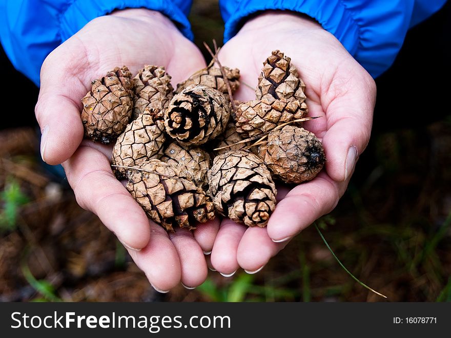 Fir cones in the woman palms. Fir cones in the woman palms