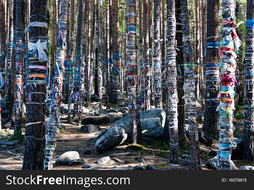 Trees tied a ribbons according buddhist traditions of wishes. Trees tied a ribbons according buddhist traditions of wishes