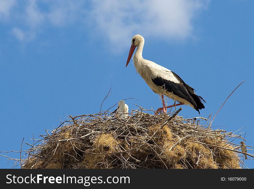 Its a stork which is living in nallıhan bird heaven in ankara in turkey.