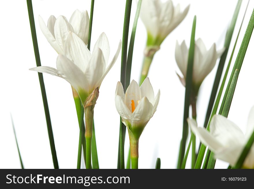 Lilies isolated on a white background. zephyranthes candida