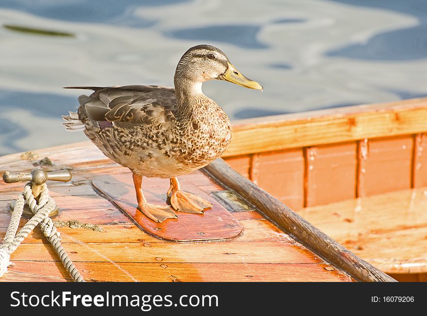 An image of a duck on board a small boat looking out over the Lake. An image of a duck on board a small boat looking out over the Lake.