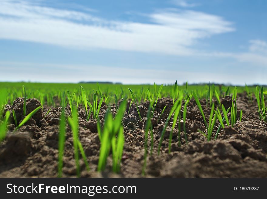 Cereal growning on the field. Cereal growning on the field.