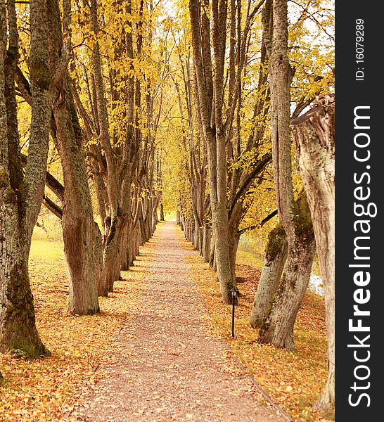 Beautiful golden autumn wayside trees. Beautiful golden autumn wayside trees