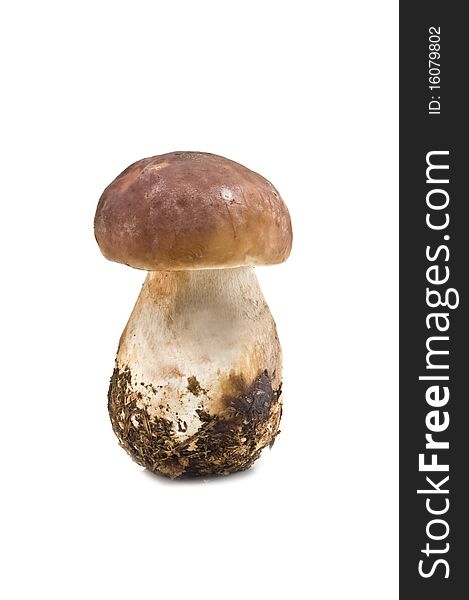 Forest mushroom isolated on white