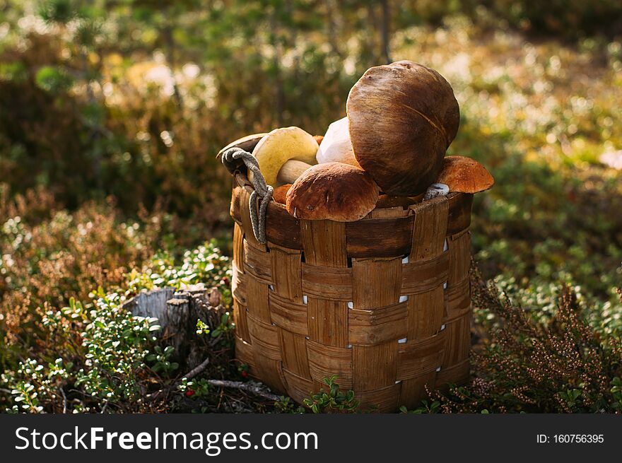 Full basket of porcini mushrooms in the forest