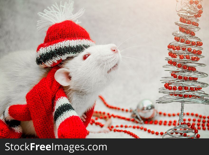 White albino funny rat in red hat and scarf, sniffing air, fur background with New Year tree, silver ball, beads, symbol of the year 2020, with copyspace. White albino funny rat in red hat and scarf, sniffing air, fur background with New Year tree, silver ball, beads, symbol of the year 2020, with copyspace