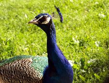 A Peafowl Walk In The Glass Royalty Free Stock Photo