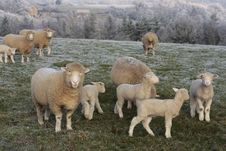 Sheep Grazing In Rural Countryside Stock Images Sheep Grazing In Rural Countryside Stock Images