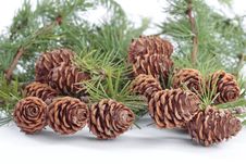 Pinecones Over White Stock Image Pinecones Over White Stock Image