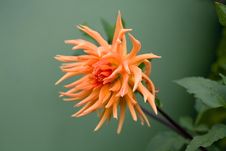 Orange Dahlia Stock Photography