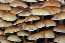 Mushrooms Stock Photography Mushrooms Stock Photography