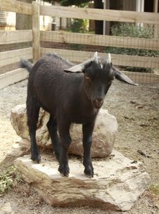 Black Goat Stock Photography