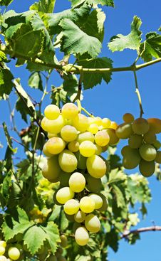 White Grapes In The Vineyard Royalty Free Stock Images