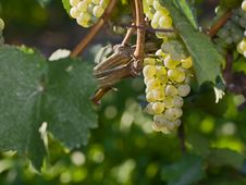 Grape On The Vine Stock Images