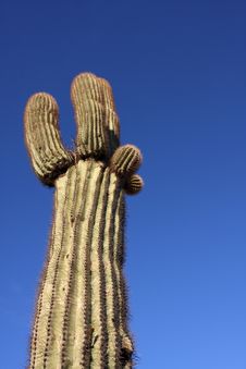 Saguaro Cactus Royalty Free Stock Images Saguaro Cactus Royalty Free Stock Images