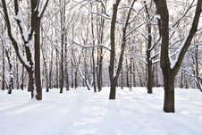 Winter Forest Royalty Free Stock Photos Winter Forest Royalty Free Stock Photos