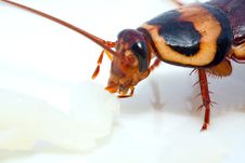 Cockroach Eating Stock Images Cockroach Eating Stock Images